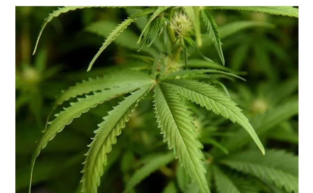 SHS Agric Science Teacher arrested for cultivating cannabis in Kwahu Afram Plains North